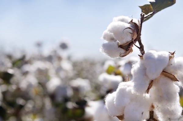 Why Choose Bhumi Organic Cotton?