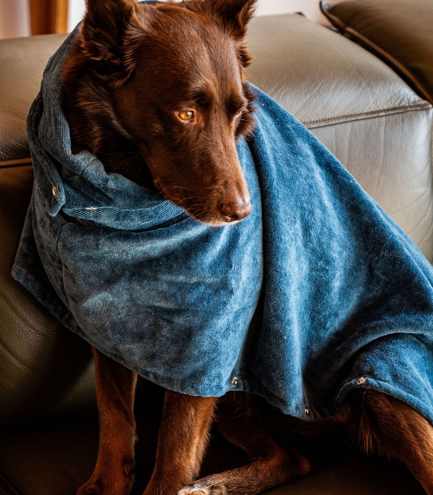 Bhumi Organic Cotton - Pet Towel - Indian Teal