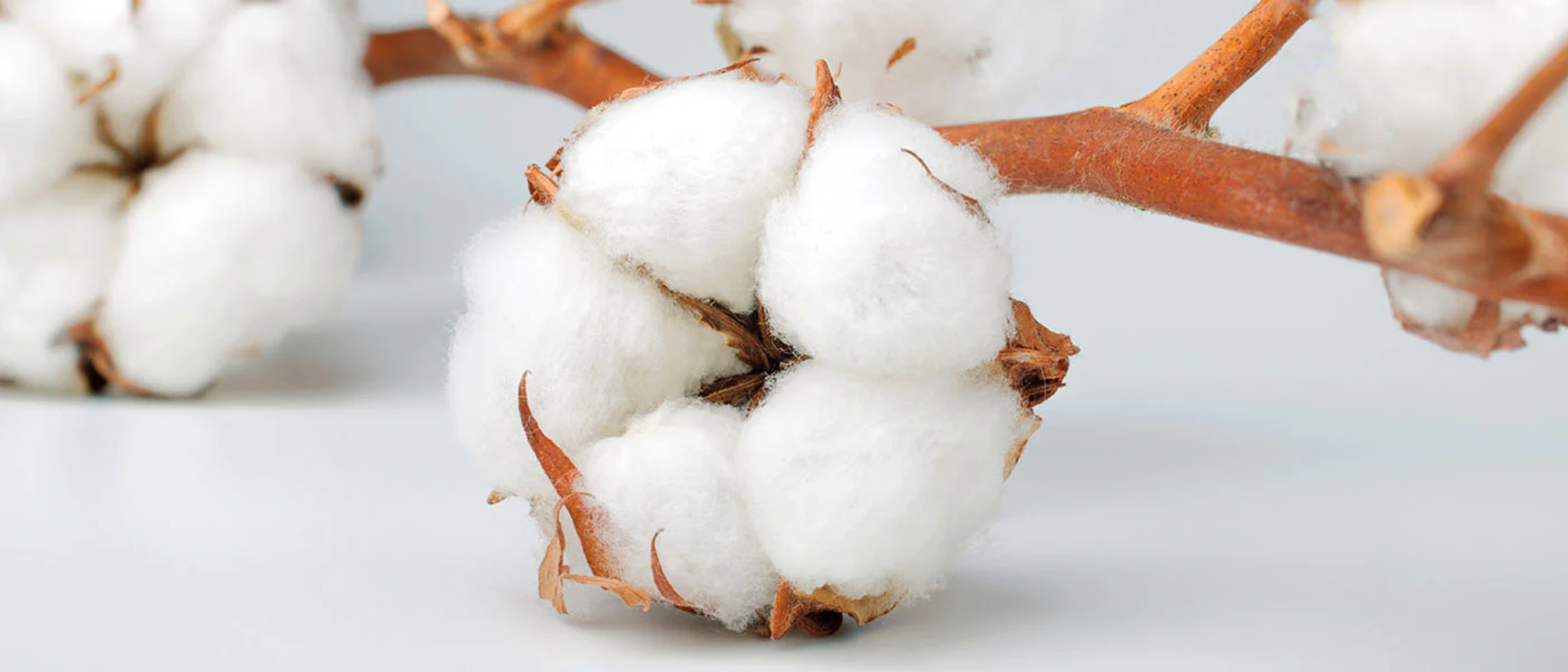 Organic vs Regular Cotton: What You Need to Know Before You Buy – Bhumi  Organic LLC - US